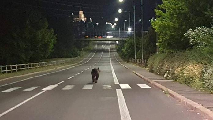 Medvěd se promenádoval městem na Slovensku. Policie varuje obyvatele