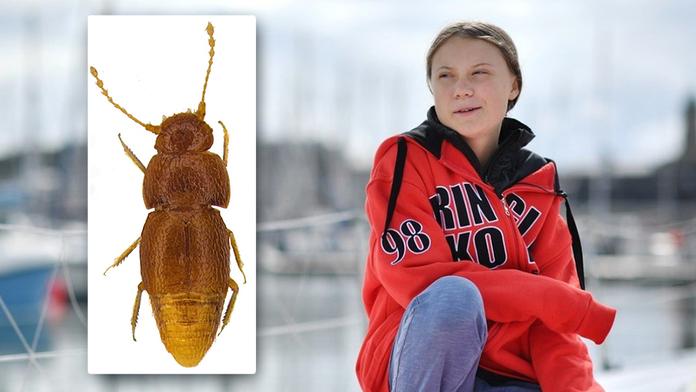 Nový druh brouka pojmenovali po Grétě. Není to kvůli podobě
