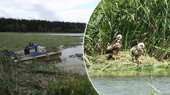 Ochránci zuří! Rybáři zničili hnízda vzácných ptáků, mláďata nepřežila