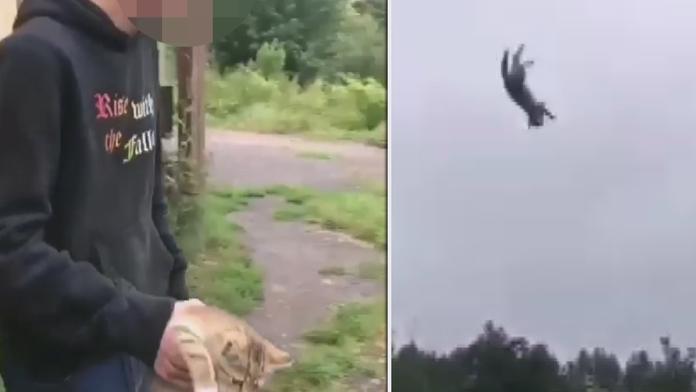 Odporné chování! Mladík hodil s kotětem a chlubil se tím na internetu