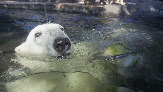 FOTO: V zoo krmili medvědy rybí zmrzlinou