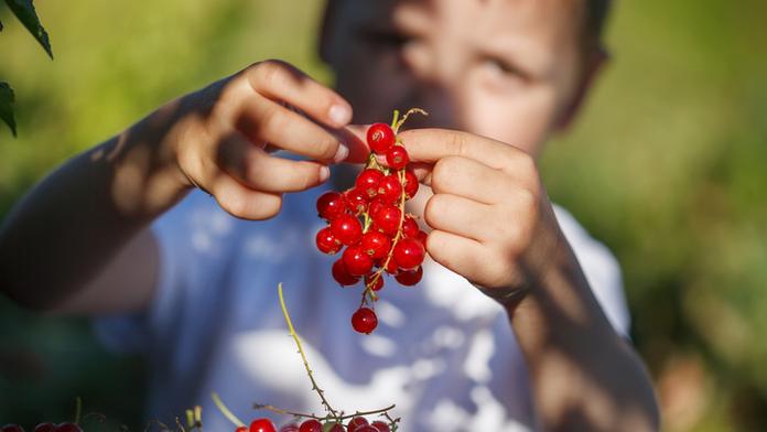 Rybízová sezóna vrcholí! Kde a za kolik si ho můžete koupit