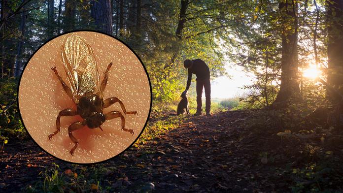 Houbaře obtěžuje nebezpečný parazit. Přenáší zvířecí nemoci