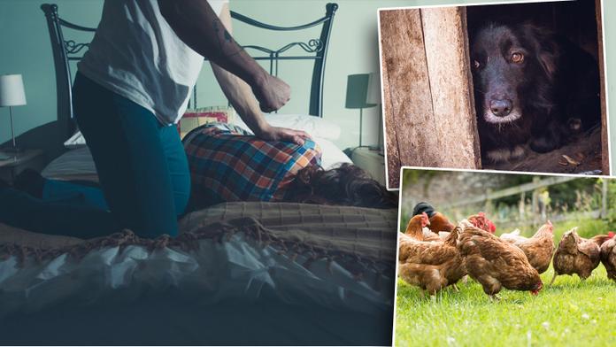 Muž znásilnil dceru, nevlastní dceru, pak psa a SLEPICE!