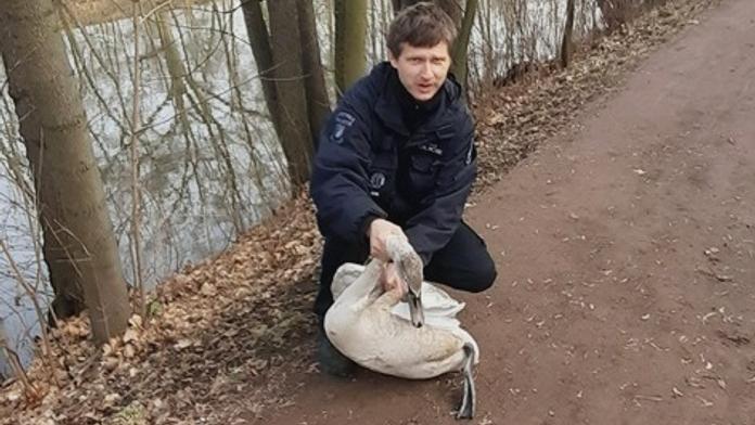 Město pod útokem labutí! Záludného ptáka uklidnili strážníci speciálním chvatem