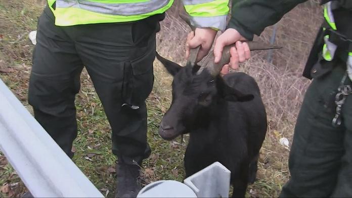 Zvířata ze zoo její ředitel zabil. Maso pak servíroval na vánočním večírku