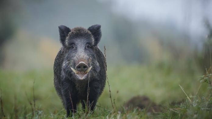 V Německu řádí africký mor, farmáři mají strach