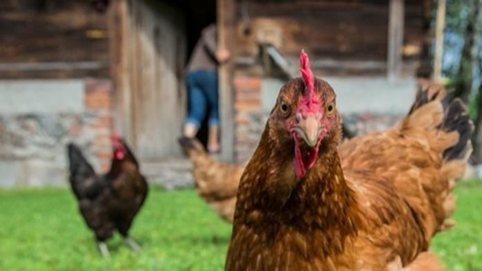 Nové nařízení EU: Každý chovatel slepic se musí registrovat. Česko chce výjimky