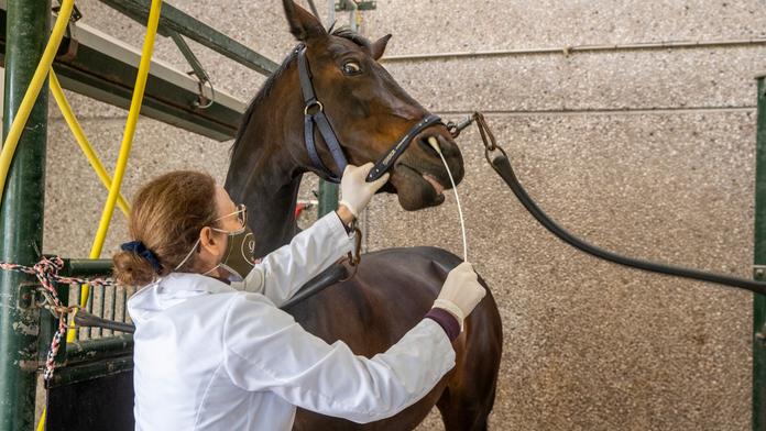 Virus dál ohrožuje evropské jezdectví: Mrtvých koňů přibývá, vakcíny chybí