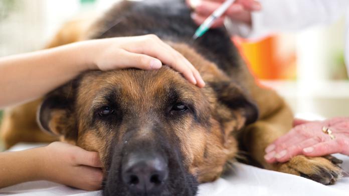 Koronavirus a domácí zvířata: Jsou kočky a psi v bezpečí?