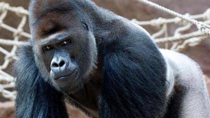 Covid v pražské ZOO! Pozitivní je gorilí miláček Richard i další zvířata