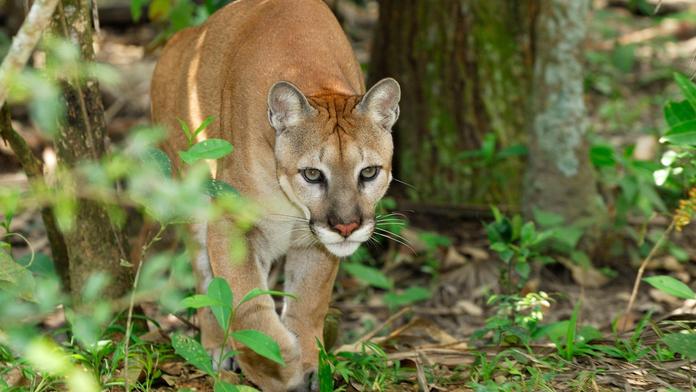 Na ženu v Kanadě vyběhla puma, ta ji zahnala opravdu originálně!
