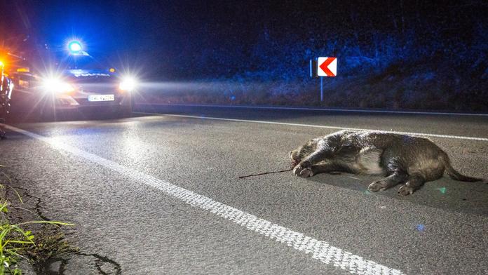 Skryté nebezpečí číhá podél silnic, varuje policie řidiče před zvěří
