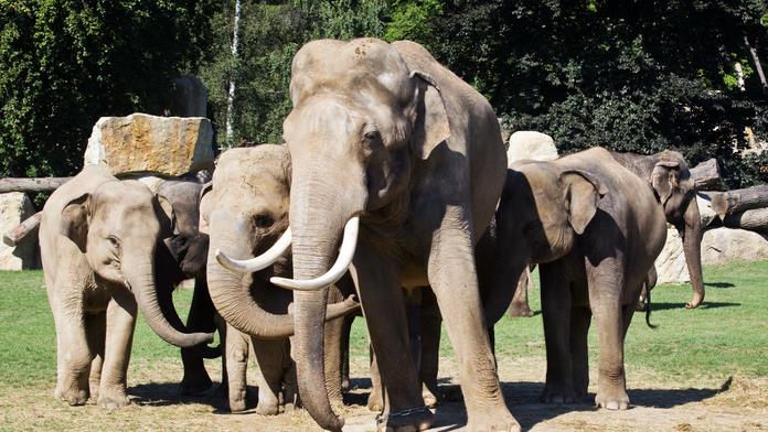 NOVINKY V ZOO: Samec Mekong si vyhlédl mladinkou Janitu