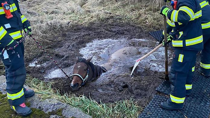 Kůň na Teplicku zapadl hluboko do bahna. Vysvobodili ho až hasiči