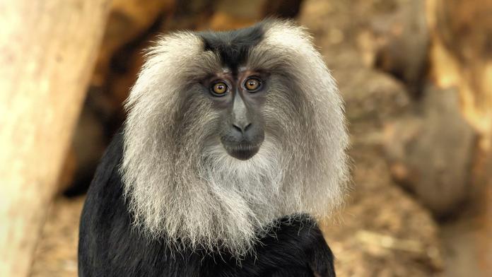 Plzeňská zoo musela utratit vzácného primáta. Nekrmte naše zvířata, zuří