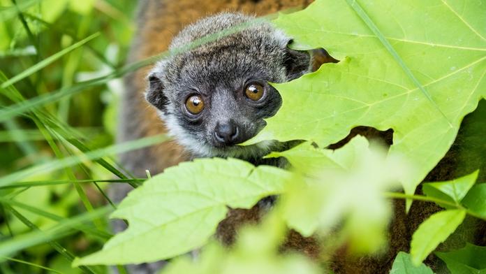 Mláděti vzácného lemura se v ostravské zoo daří výborně! FOTO