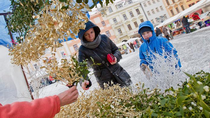 Vánoční JMELÍ! 6 největších pověr a mýtů o této jedovaté rostlině