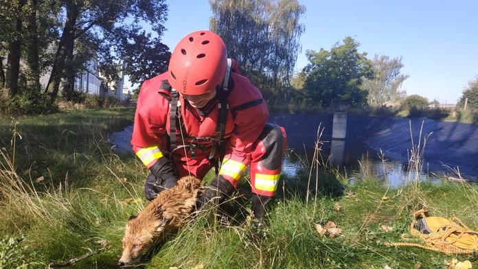Nevděčnice! Uvízlé lišce jeli pomoci pražští hasiči, jednoho z nich kousla