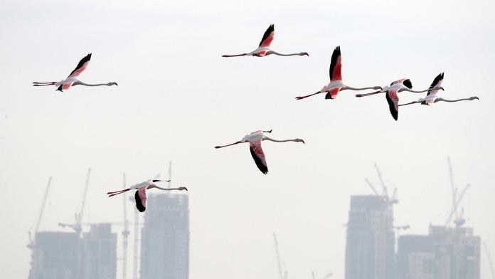 Laguny, mokřady a divoká příroda. Dubaj boří pouštní mýtus
