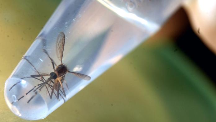 Virus Zika je nebezpečnější, než se myslelo, burcují vědci!