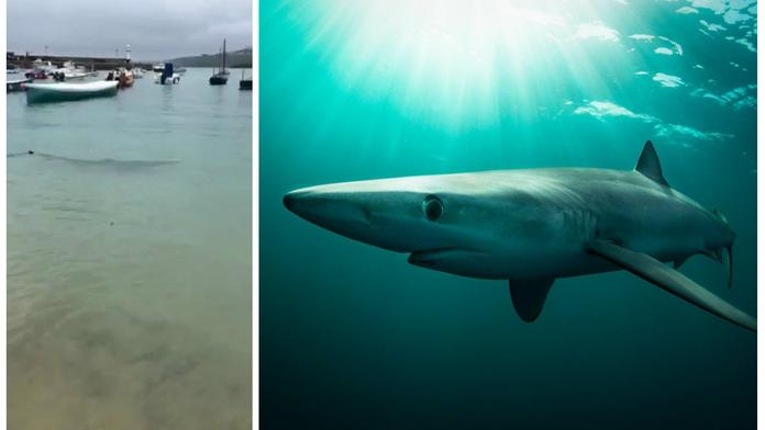VIDEO: Turisty u britského pobřeží překvapil ohromný predátor!