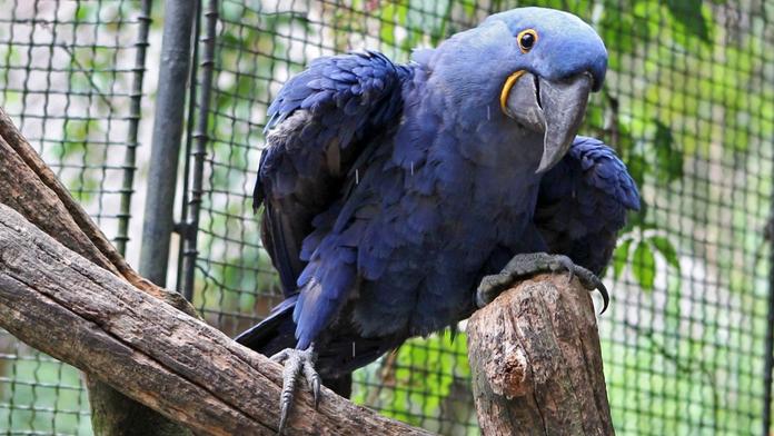 Ze zlínské zoo uprchl vzácný papoušek. Obří pták zmizel z neporušené voliéry