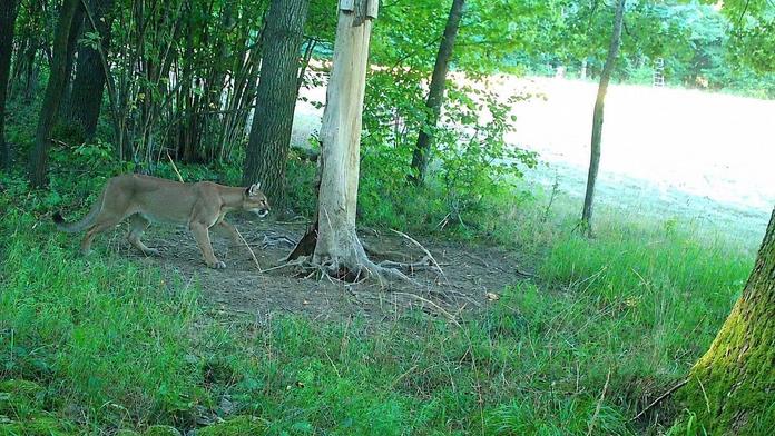 U českých hranic se pohybuje puma. Zachytila ji fotopast