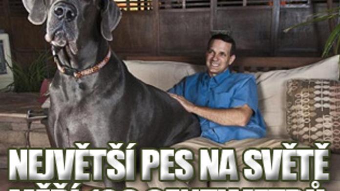 Největší pes světa měří 109 centimetrů a váží 111 kilo