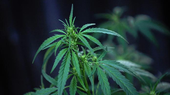 Kanadský parlament zlegalizoval rekreační kouření marihuany