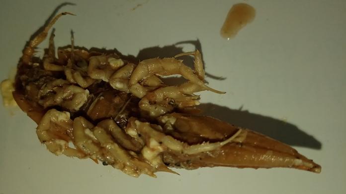 Hrůzný nález v konzervě se šproty. Jiří na dně objevil jiné zvíře