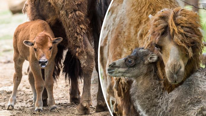 V Brně se radují! Velbloudí kluk a bizoní holka baví návštěvníky zoo
