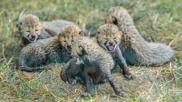 V pražské zoo se narodilo pět gepardích mláďat. Jsou v kritickém období