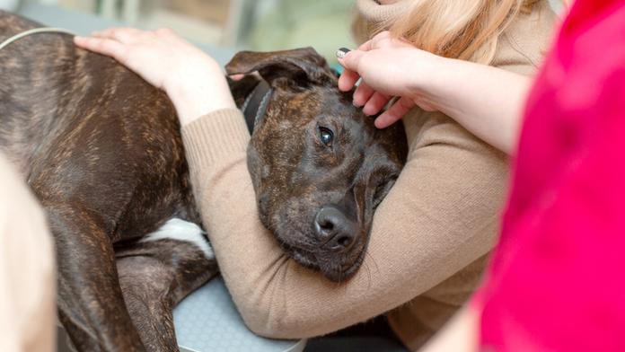 Pes z Británie má covid. Podle vědců se nakazil od svých páníčků