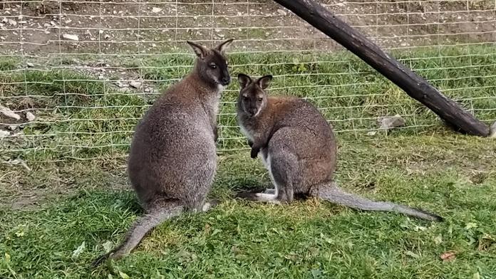 Klokanici ze zooparku zabili dva psi, měla ve vaku mládě. Hledají Skippyho