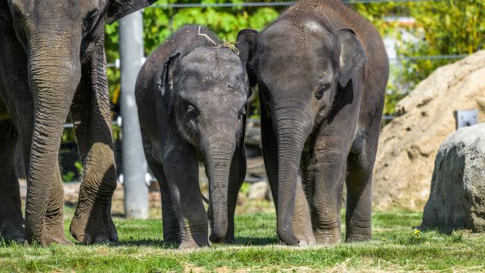 Slůňata v pražské zoo si užívají jarní slunce ve výběhu! GALERIE