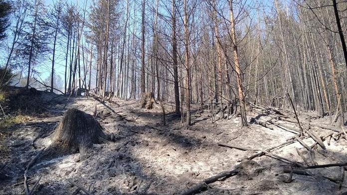 Hasiči krotili plameny v řadě lesů. Na Blanensku platil třetí stupeň poplachu