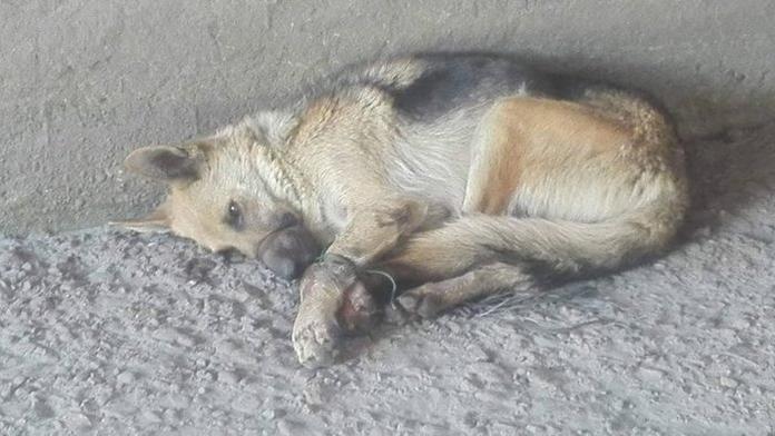Fenku někdo svázal drátem a hodil pod most! Policie má podezřelého