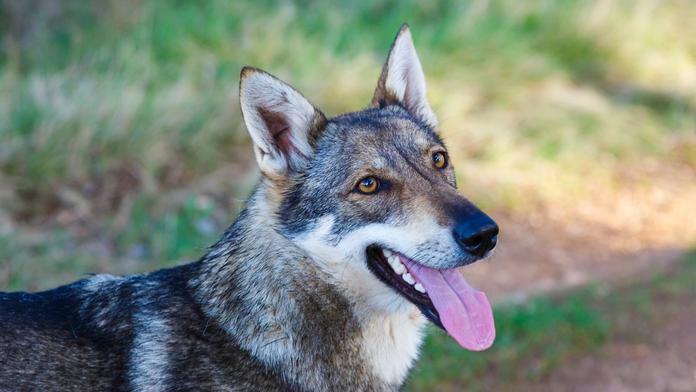 Rodina si myslela, že si z útulku odváží psa. Slova veterináře ji velmi překvapila