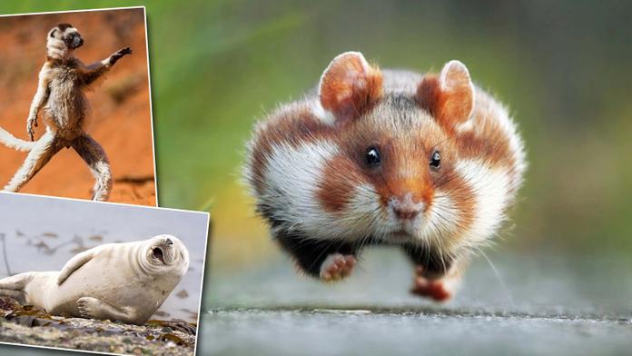 Vtipná zvířata: Nejlepší snímky roku 2015 vás opravdu pobaví!