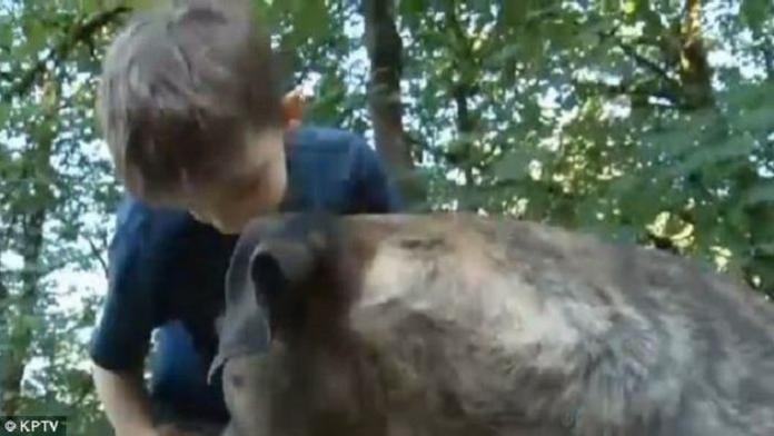 Pitbul zachránil život chlapci (8)! Neuvěříte, jakým způsobem