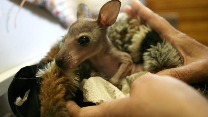 Tragédie v Brně: Do zoo vtrhli psi a pozabíjeli zvířata!