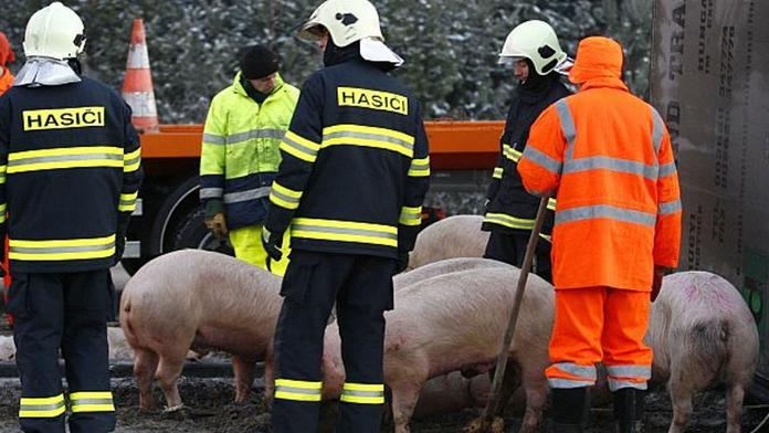 Prasata utekla z bouraného kamionu, ten zablokoval nájezd D1