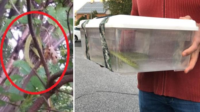Selhání odborníků? Had je mrtvý, tvrdili. Smrtící plaz přitom přežil!