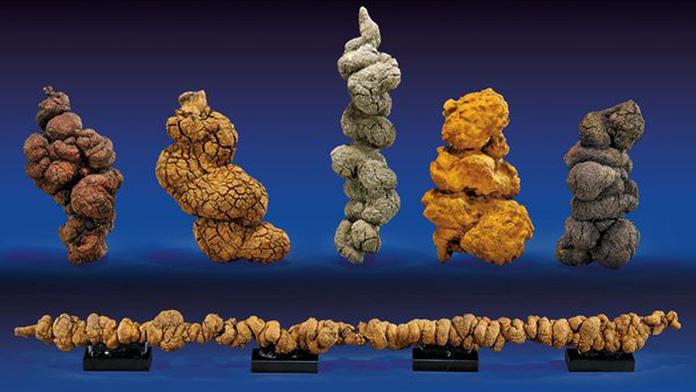 Nejdelší lejno dinosaura jde do aukce! Kolik za něj chtějí?