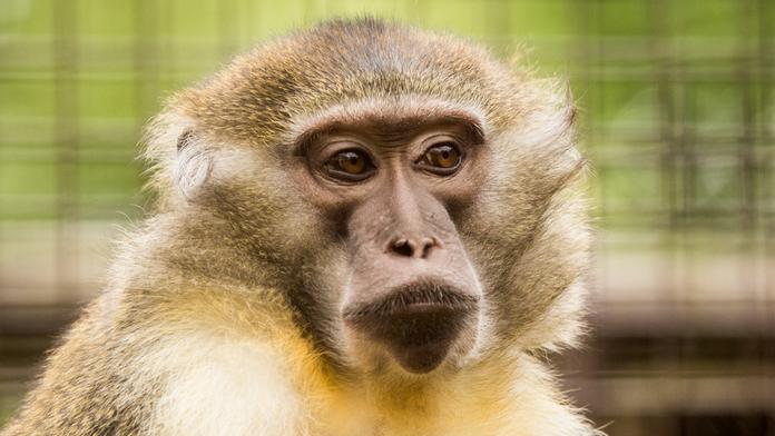 Vzácné opice: Není jich ani 30 na světě, tři teď mají v ostravské zoo!