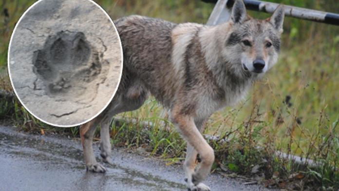 Vlk se potuluje v lesích kousek od Prahy! Myslivec našel obří stopy
