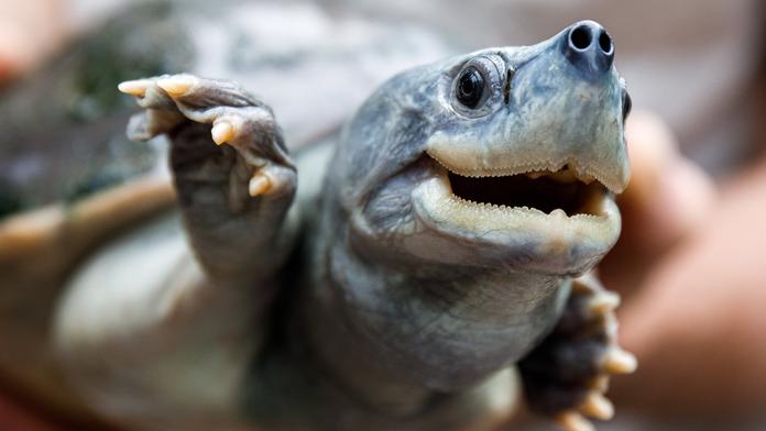 Pražská zoo získala poklad. Dosud byla vzácná želva k vidění jen v Asii