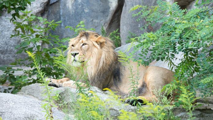 Horor v německé zoo: Dva lvi napadli mladého ošetřovatele