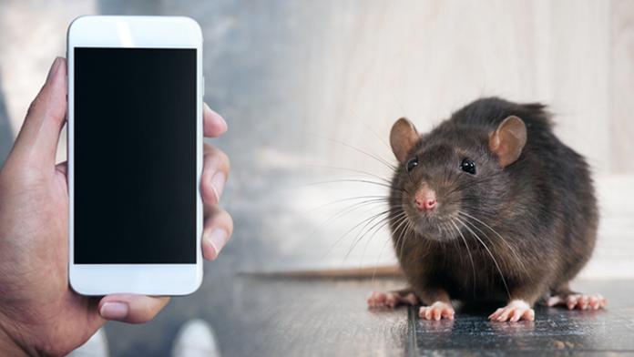 Mobily způsobují rakovinu u potkanů! Mají díky tomu delší život